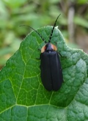 Lucidota atra