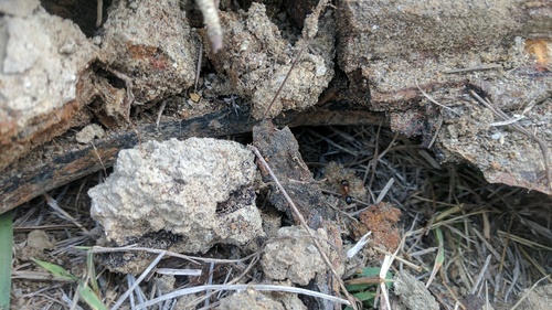 Tropical Carpenter Ant photo 3