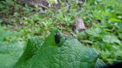 Lucidota atra