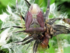 Carpocoris melanocerus