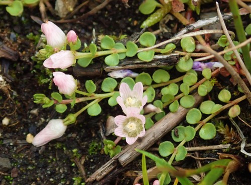 Bog Pimpernel