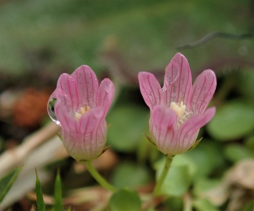 Bog Pimpernel