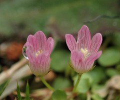 Lysimachia tenella