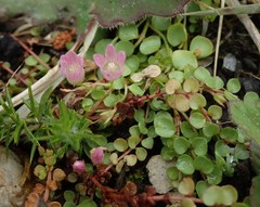 Lysimachia tenella