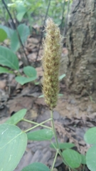 Uraria lagopodioides