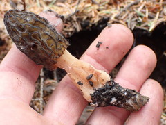 Morchella eximia