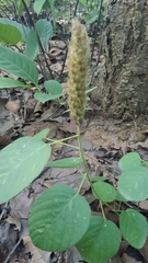 Uraria lagopodioides