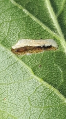 Phyllonorycter spinicolella