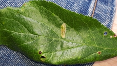 Phyllonorycter spinicolella