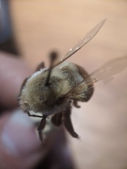 Bombus impatiens