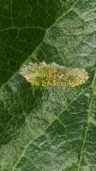 Phyllonorycter spinicolella