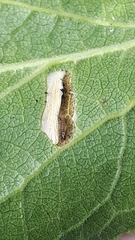 Phyllonorycter spinicolella