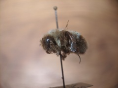 Bombus