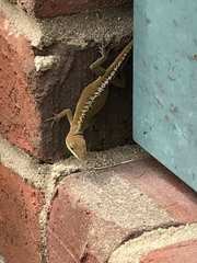 Anolis carolinensis