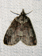 Hydriomena ruberata