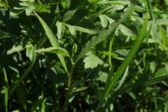 Persicaria tomentosa