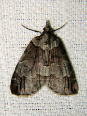 Hydriomena ruberata