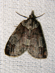 Hydriomena ruberata