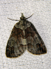 Hydriomena ruberata