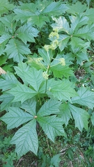Rodgersia podophylla