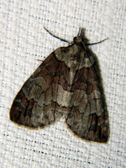 Hydriomena ruberata