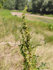 Rumex confertus