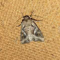 Lacanobia praedita
