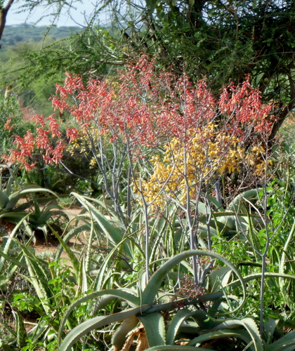 Aloe megalacantha