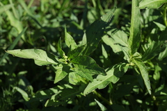 Persicaria tomentosa