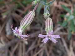 Silene verecunda