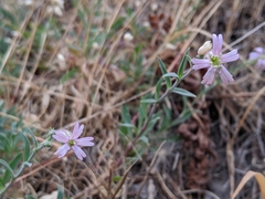 Silene verecunda
