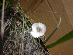 Calochortus umbellatus