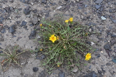 Taraxacum macroceras