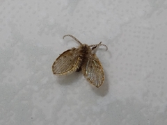Clogmia albipunctata
