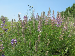 Lupinus albicaulis