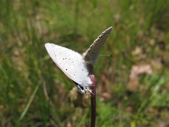 Icaricia icarioides blackmorei