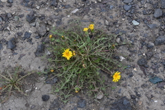 Taraxacum macroceras
