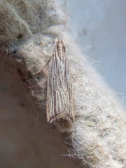 Helcystogramma hystricella
