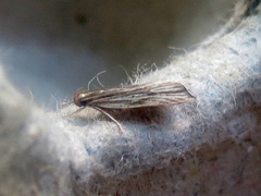 Helcystogramma hystricella