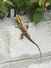 Psammophilus dorsalis