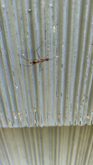 Rainieria antennaepes