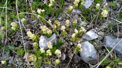 Galium noricum