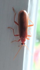 Dendroides ephemeroides