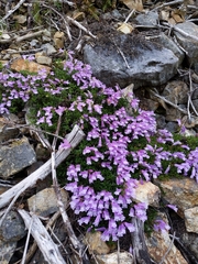 Penstemon davidsonii