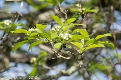 Crataegus punctata