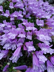 Penstemon davidsonii