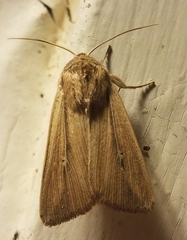 Leucania phragmitidicola