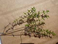 Galium porrigens porrigens