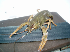 Pontastacus leptodactylus