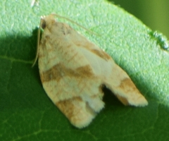 Choristoneura fractivittana